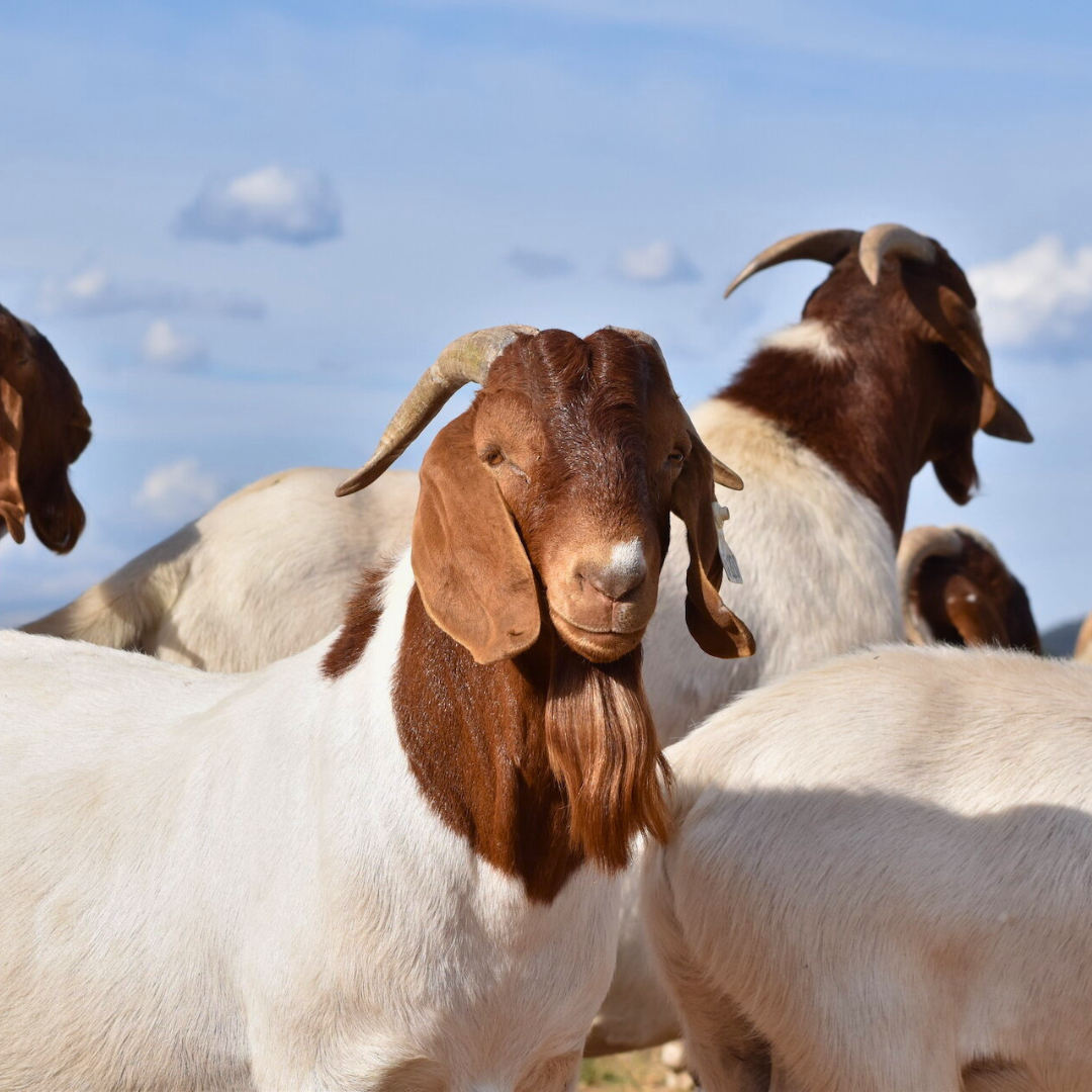 Goat Qurban: Shared Giving, Direct Relief